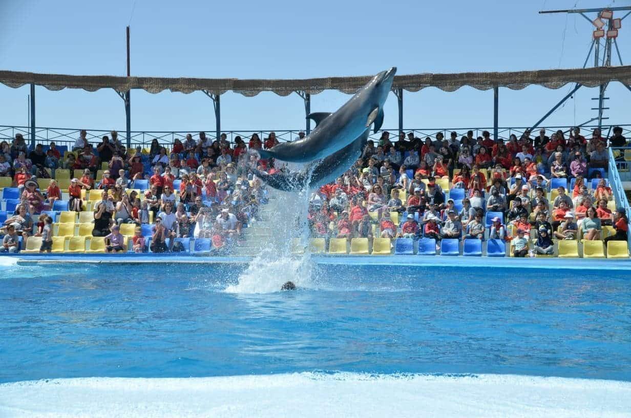 Dolphin Show