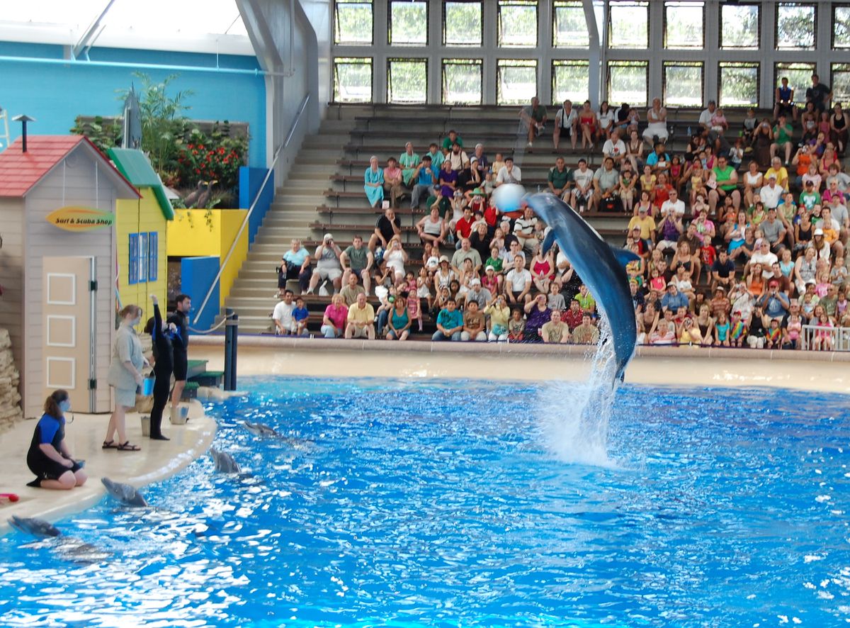 Dolphin Show